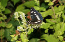 06-7709 Southern White Admiral (Limenitis reducta) Loire Valley, France